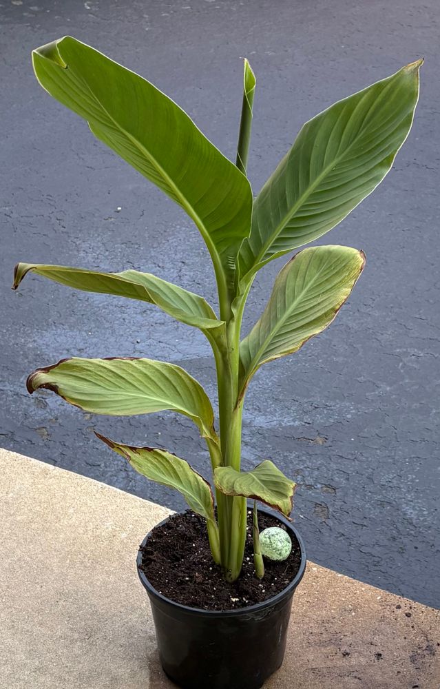 A Canna Lily in a pot with several leaves & a new shoot at the base.