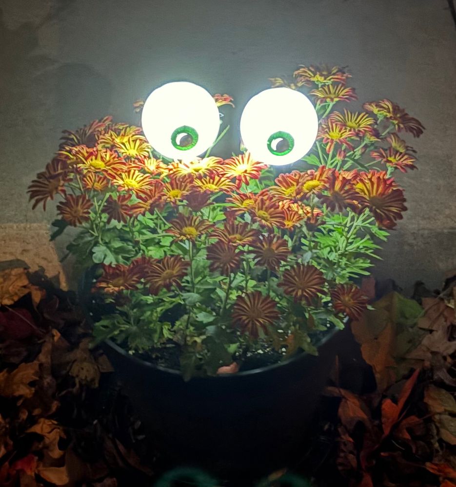 A large planter full of blooming chrysanthemums with two eyeball solar lights peeking out the top.