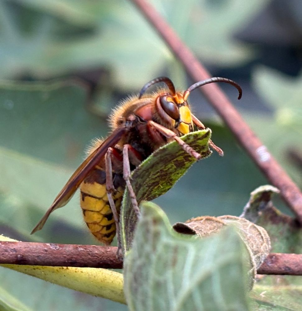 A giant European Hornet on the leaf of a fig tree (from the side).