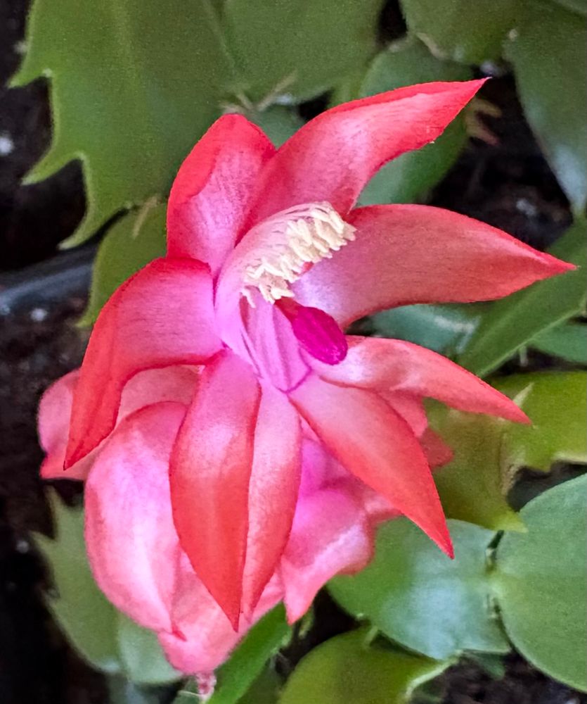 A closeup of a pink bloom on a schlumbergera truncata (aka. Thanksgiving Cactus).