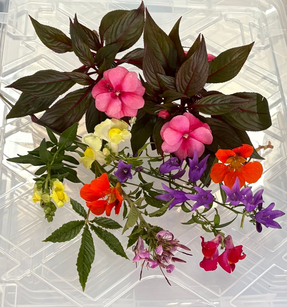 Several cut flowers, including New Guinea Impatiens, Snapdragons, Bluebells, Cleome & Nasturtiums 