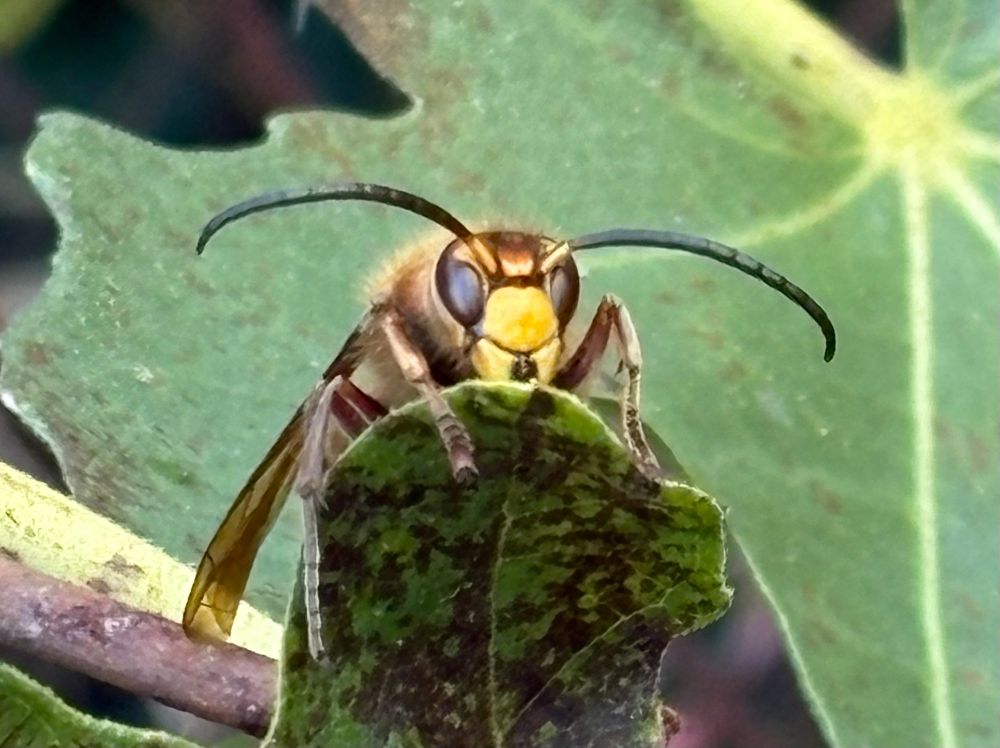 A close-up of a giant European Hornet on the leaf of a fig tree.
