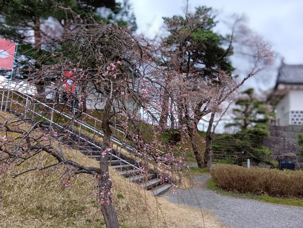 新発田城内に一本だけの枝垂れ梅
*手前