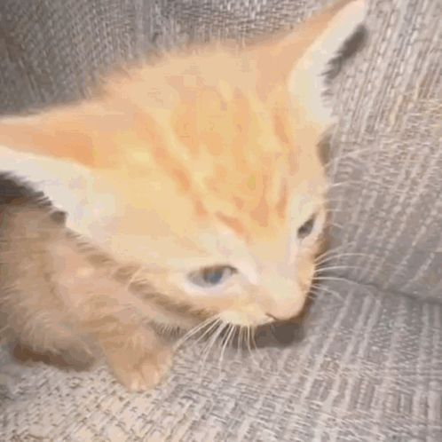 a close up of a kitten sleeping on a couch .