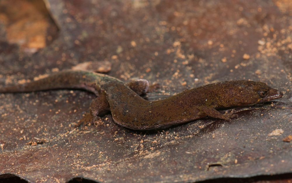Pseudogonatodes fuscofortunatus gecko species