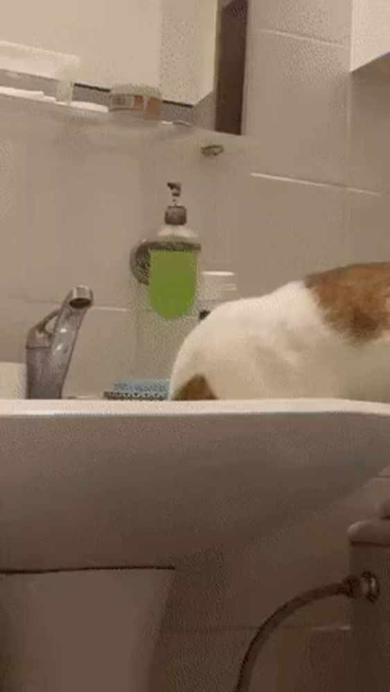 a cat is sitting in a bathroom sink looking at the mirror .