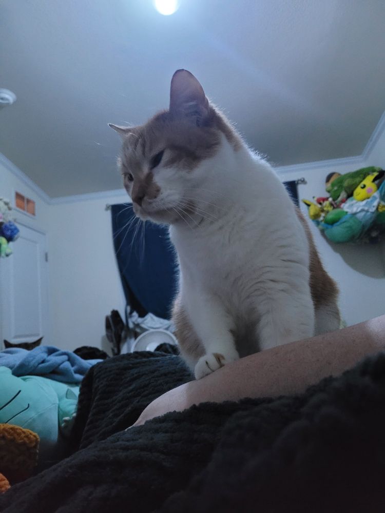 Pumpkin sitting on me demanding pets.
He is large and orange. 