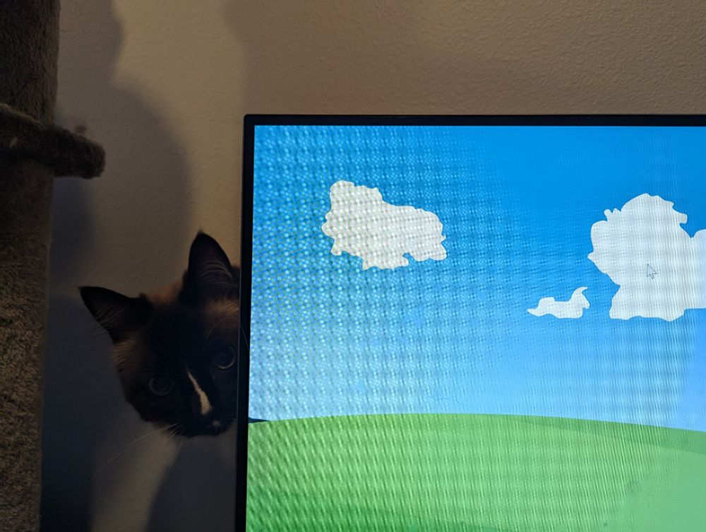 My cat Basil sticking his head out from behind my monitor. Hi 👋 

On the monitor, a hand drawn version of the classic Bliss wallpaper (green hills, rolling clouds across blue skies)