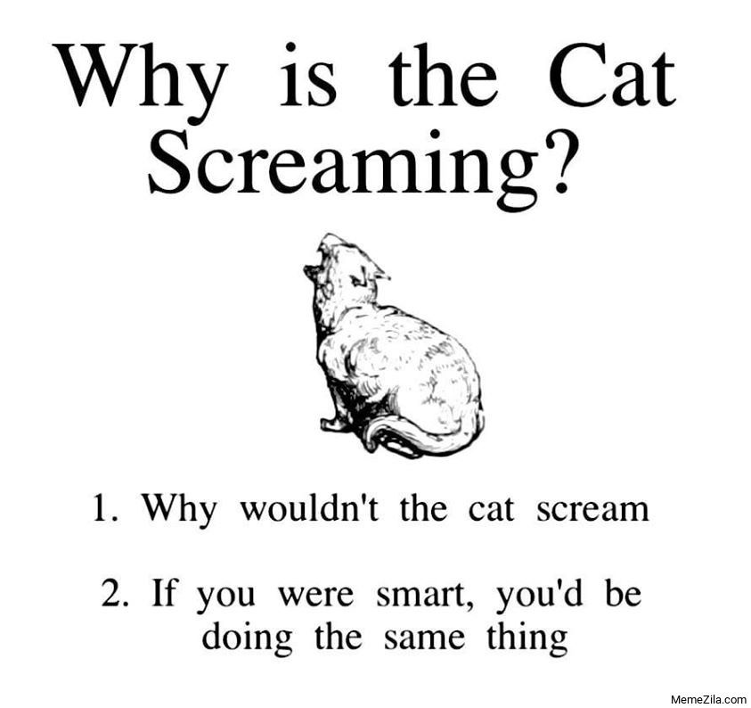 Why is the cat screaming? A poster asks, with a picture of a cat. Below it lists, 1) Why wouldn't the cat scream. 2) if you were smart, you'd be doing the same thing