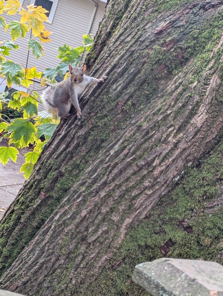A squirrel stares back at you from his position on a tree where he's spotted you