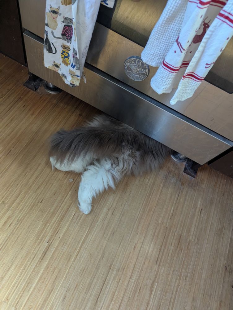 My cat Biscuit's hind legs, sticking straight out from where he's lying flat to reach under the oven for something 