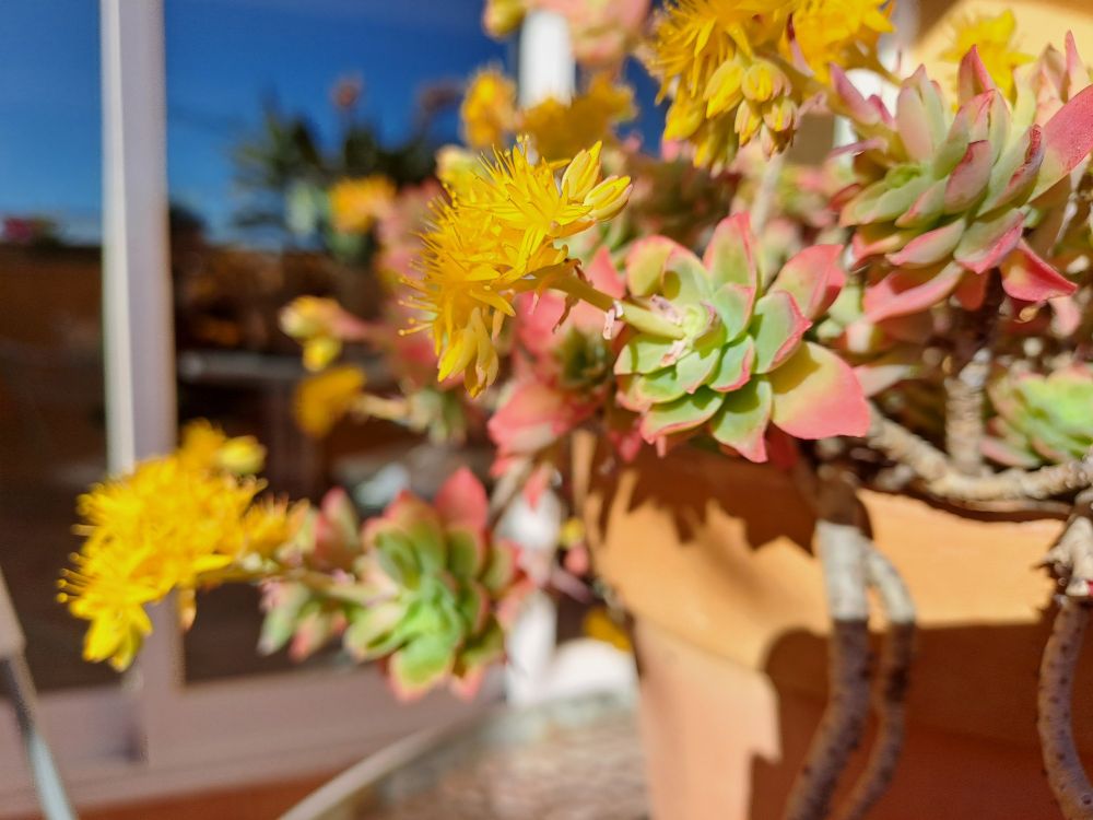 Fotografía donde se ve una planta de ojas carnosas verdes con punta rojiza. De algunos brotes sale un ramo de pequeñas flores amarillas. También se ve parte de la maceta de terracota sobre una mesa de vidrio en una terraza muy soleada, con el reflejo del cielo azul en los cristales de la puerta.