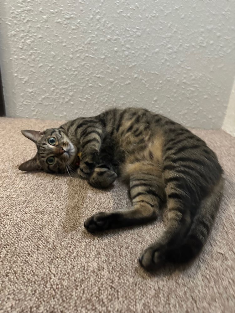 かわいいねこですよ