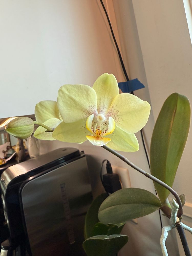 A medium sized light yellow green phalaenopsis orchid bloom. The center of the bloom also has hints of orange and higher up pink. 