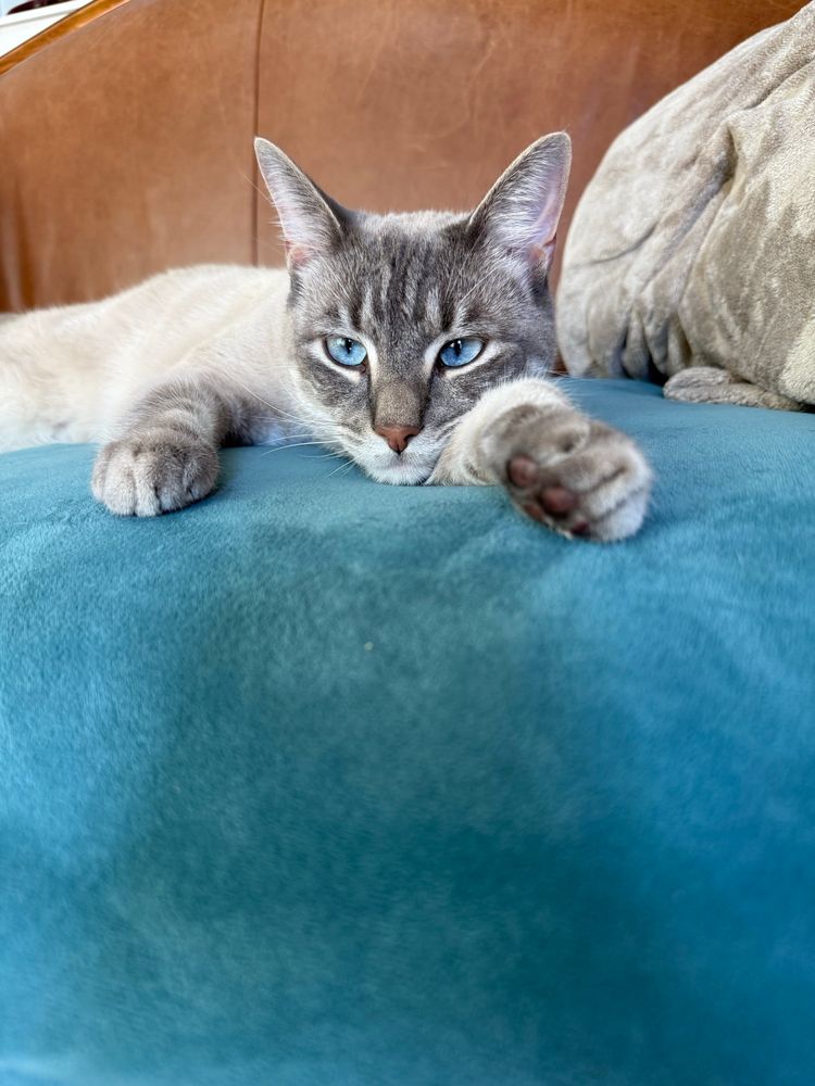 A Lynx Pt. Siamese cat lays on a bright blue couch. His eyes are aqua blue and they match the couch almost perfectly. He rests his head on one of his arms with his paw stuck out towards the camera. His body is cream colored and his paws and face are gray. 