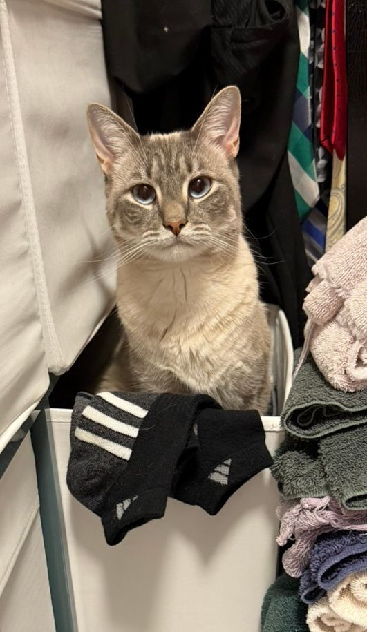 A cream, tan, and gray Lynx Pt. Siamese cat sits in a white sock bucket. He has blue eyes and black socks are draped over the edge of the bucket. 