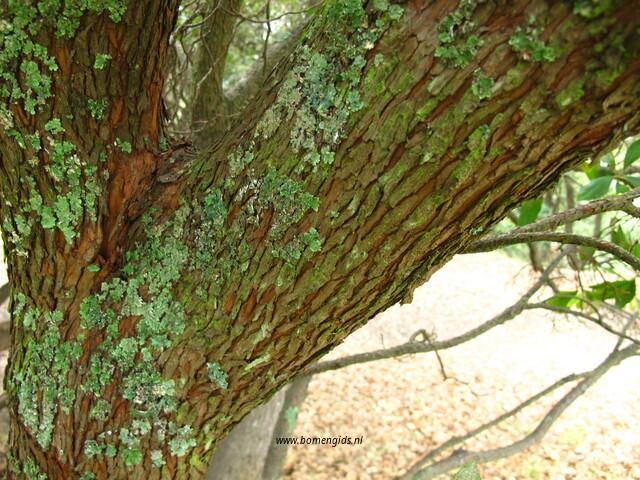 Photo of treespecies Arbutus unedo : Category is bast-bark-rinde-ecorse-corteza