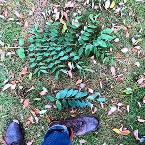  Blad van Doodsbeenderenboom