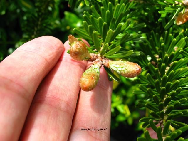 lente-spring-fruhling-printemps-primavera