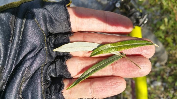 blad-leaf-blatt-feuille-hoja