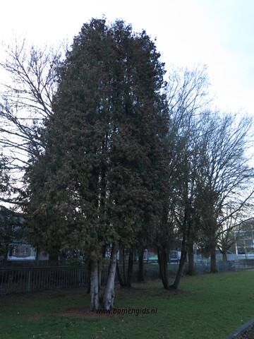 Photo of treespecies Thuja occidentalis : Category is winter