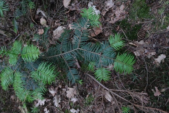 Photo of treespecies Abies alba : Category is lente-spring-fruhling-printemps-primavera
