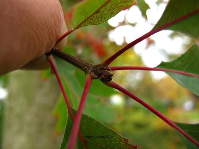 Photo of treespecies Quercus coccinea : Category is bulk