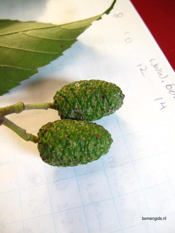  Alnus vrucht 
