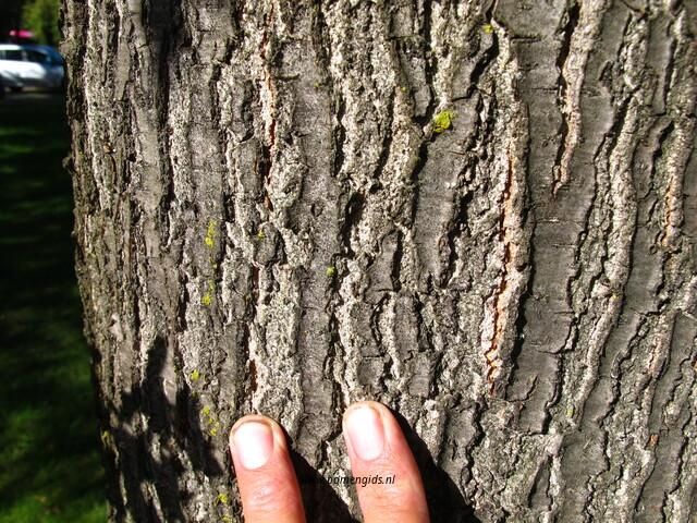 bast-bark-rinde-ecorse-corteza