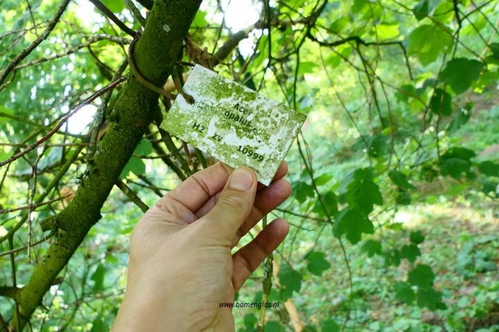 Photo of treespecies Acer opalus : Category is info