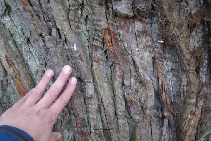 bast-bark-rinde-ecorse-corteza