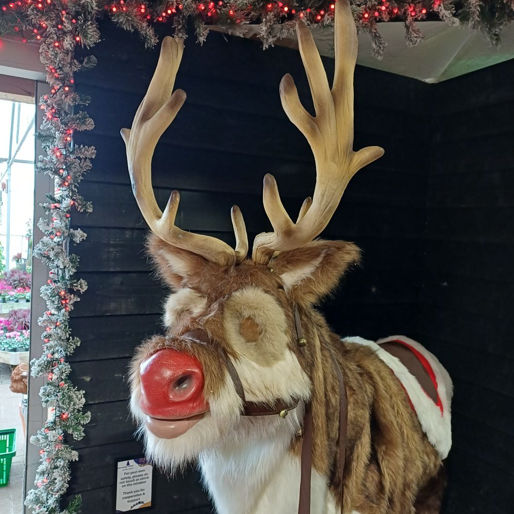 Singing reindeer. It has a red nose but it's unclear whether it's cold,  Rudolph, or works in a Fulchester bakery.