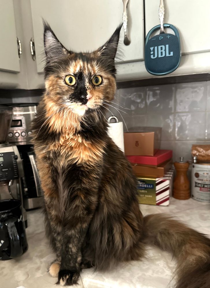 Photo:  A year-old tortie sits on the kitchen counter, facing the viewer but without direct eye contact.  She looks young, lithe, and full of life. 