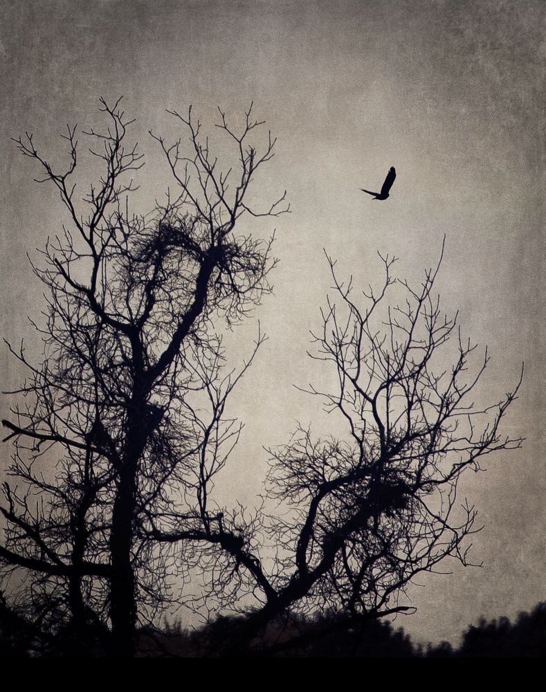 Photo:  A few craggy trees stand in silhouette against a gloomy grey sky.  A small blackbird flies away from the trees, into the distance.
