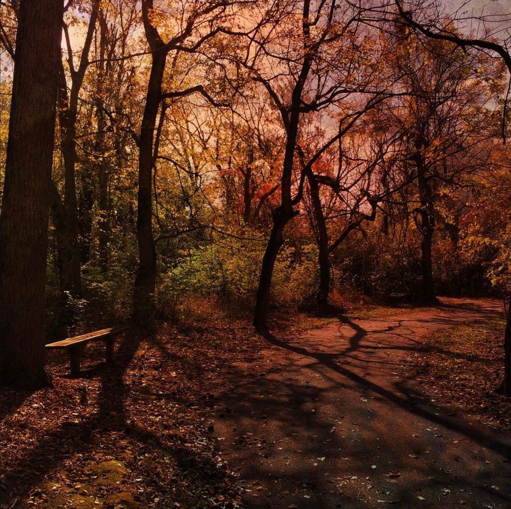 Photo: A path winds through a wooded area, disappearing into the distance.  A lone, empty bench sits in the far left of frame.  Some trees lining the path and beyond are bare; others show colored leaves not yet fallen.  Pops of green appear in the undergrowth. 