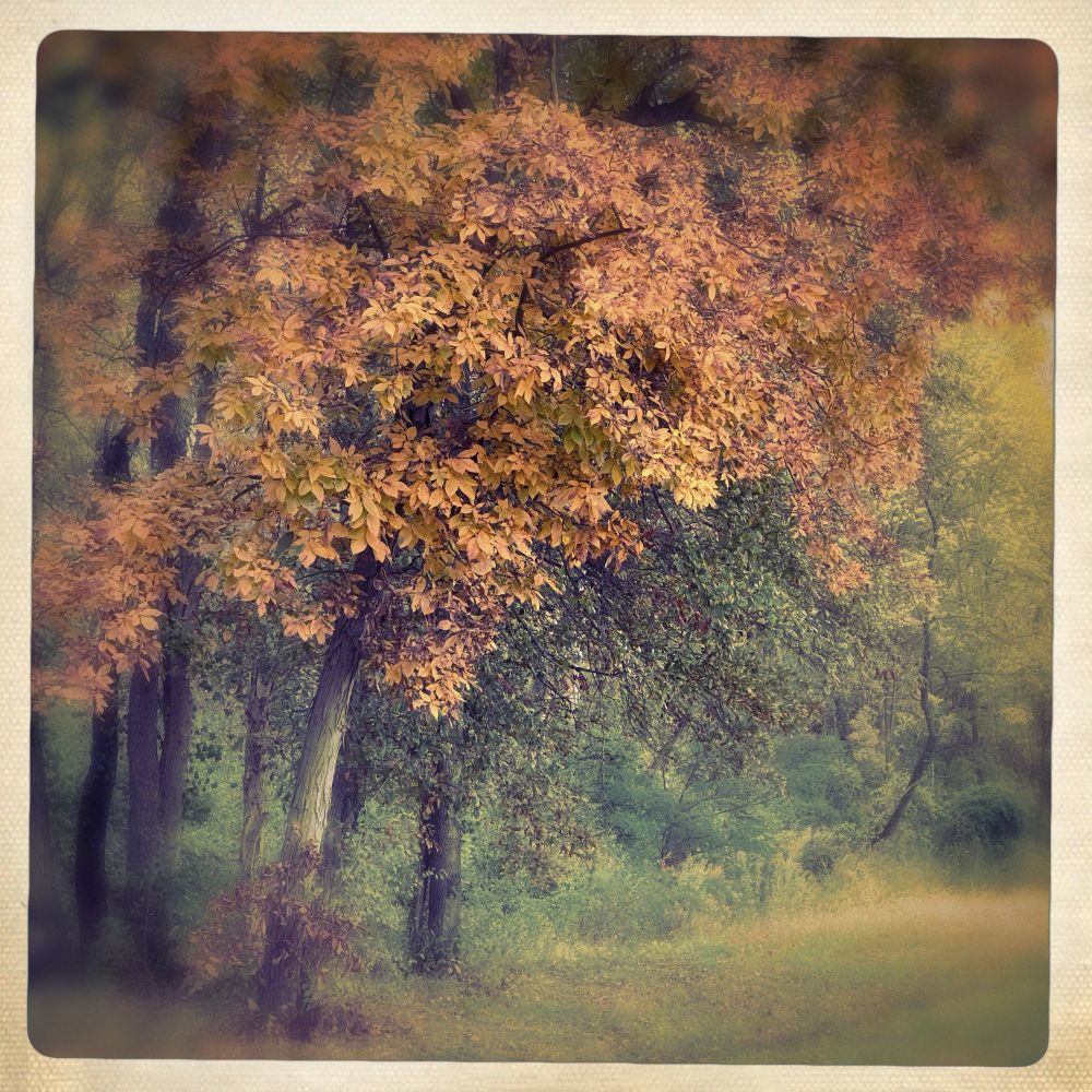 Photo:  At the edge of the woods, a tree with orange leaves leans across the frame from left; still-green trees fill in the background.