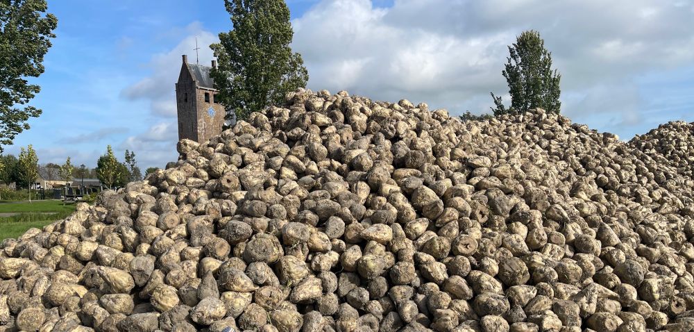 Berg mit Steckrüben