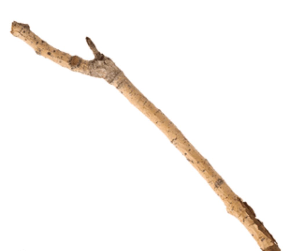 An image of a stick/twig