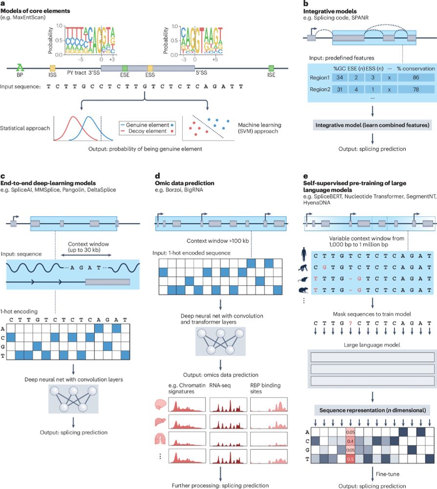 a, Early models built sequence motifs to describe the consensus sequences of individual core splicing elements, such as splice sites (SSs) and intronic and/or exonic enhancers and silencers. Statistical and machine-learning models were built to output the probability of a novel sequence acting as a core splicing element. The sequence logos shown for 5′SS and 3′SS were generated from Human hg38 RefSeq annotations (code available at https://www.github.com/ulelab/splicelogos). b, As our understanding of splicing mechanisms progressed, expert-selected features were extracted from sequences and used to train integrative models to predict splicing outcomes. c, With the advent of deep-learning, models could jointly learn features directly from raw sequence input. Although theoretically, sequence context could be as large as shown in part d, in practice smaller windows of up to 30 kb have been used. d, Supervised models with convolutional and transformer layers produce multimodal genome-wide data. These models use a much larger sequence context and can predict genome-wide data including RNA sequencing coverage, which can be further processed to evaluate splicing. e, By learning how to reconstruct partially masked genomic sequences across multiple species, self-supervised masked language models capture evolutionarily conserved sequence elements and their functional context in a very generic and flexible fashion. The informative numerical representations obtained by large language models can be used for splicing prediction tasks. Here 3′SS within different sequence contexts from multiple species are shown aligned for easier interpretation, but in practice sequences do not have to be aligned. Current masked language models with application to splicing use variable context windows from 1,000 to 1 million base pairs; however, it is currently unclear whether larger context windows confer better performance