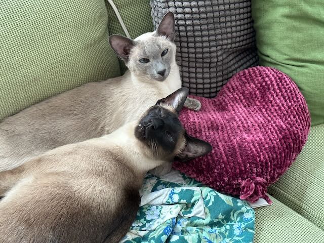 Photograph of two Siamese cats. They are lying side by side on a green couch, and are each kinda smooshed up against a dark red heart shaped pillow.  The lighter cat in the back is sitting more up and looking at you; the darker cat in the front has his eyes mostly closed and is turned partly towards you. Very cute.
