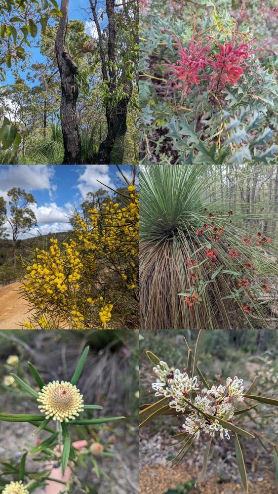 A 6 slide image showing a black cockatoo sitting in a tree with a blue sky background, a red grevilia flower, yellow wattle with blue sky and some white clouds, a grass tree and some orange red flowers, a yellow solid flower with green foliage, and an interesting white flower with bugs on it.