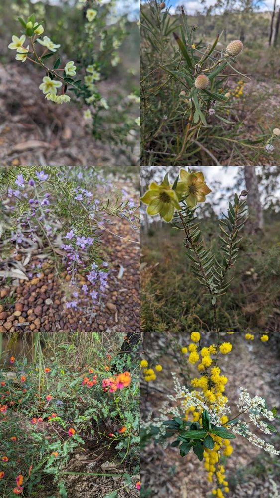 A 6 image slide showing yellow/white flowers, bobble flowers, purple flowers,green flowers, orange and red flowers, yellow and
 white flowers among the western Australia Bush