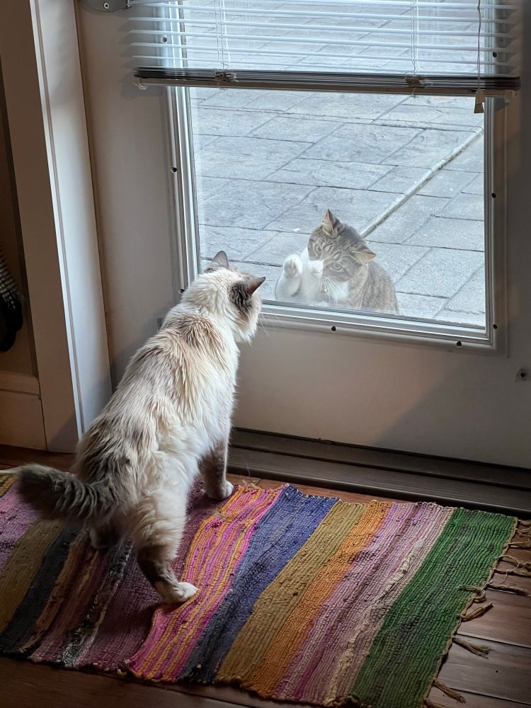 Fluffy Kitty, a lilac-point Birman cat, is standing on a rainbow-striped rug. He is looking out a patio door looking at Cashew, a tabby cat with a white face, chest, and paws. Cashew has put his right paw on the window.