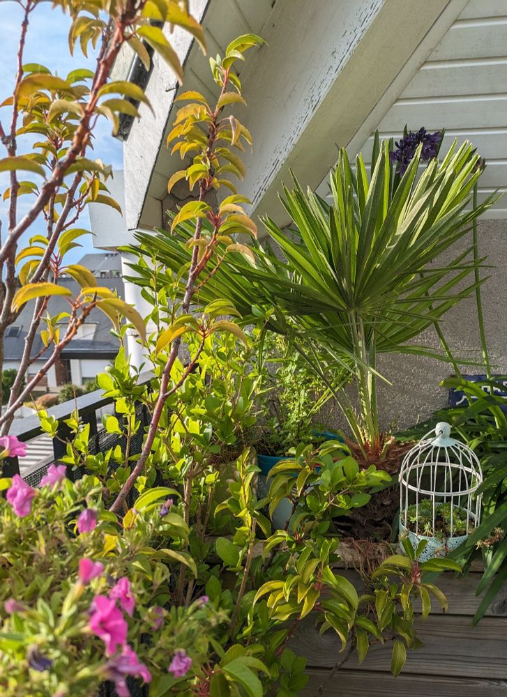 Bout de balcon avec des plantes partout 