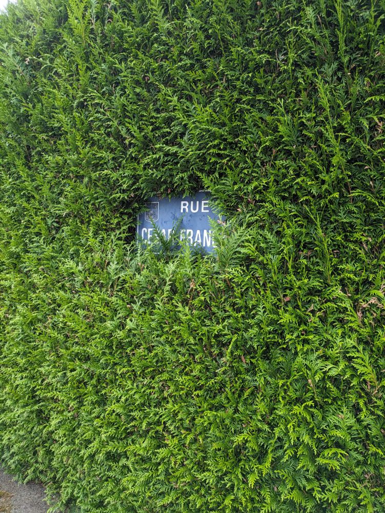 Haie de sapin, au milieu un panneau de rue à demi-recouvert