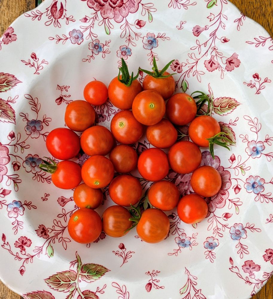 Assiette fleurie avec 25 petites tomates cueillies trop tôt 