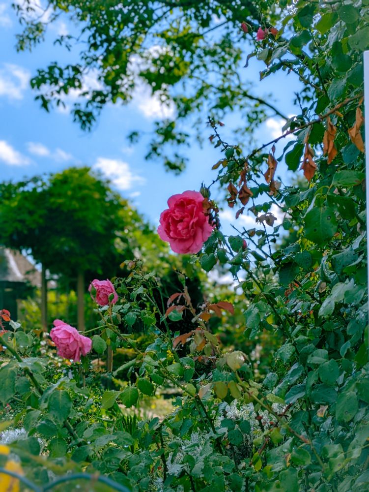 Des roses dans un jardin, sous un ciel bleu avec des petits nuages blancs 