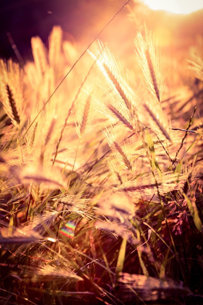 Photo 
Blé au soleil 