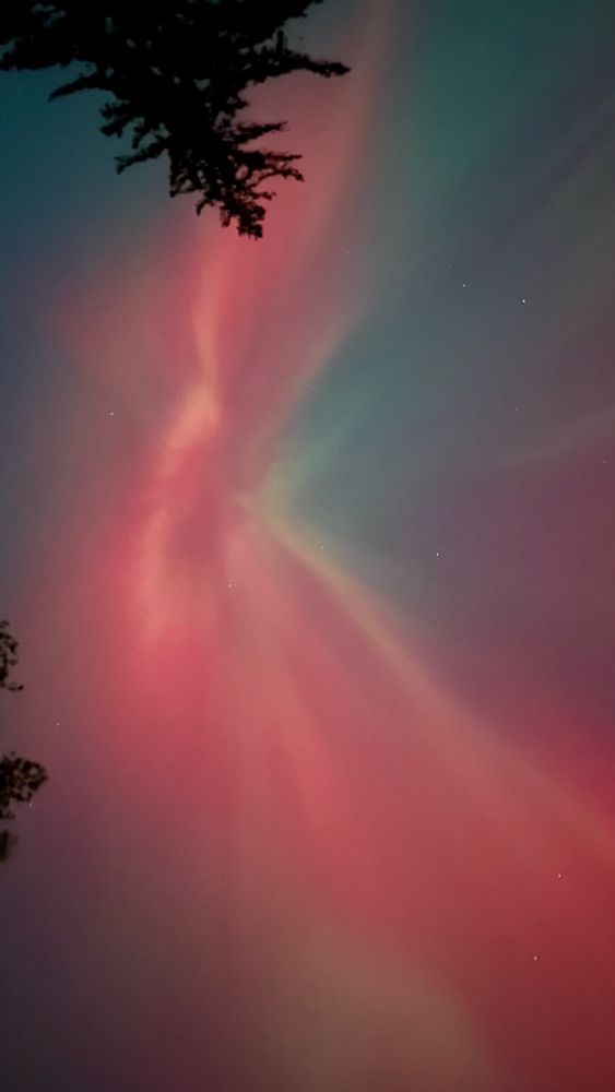 A photo of the northern lights - pink and green rays of light in the night sky with the tops of trees peeking in from the edges.
