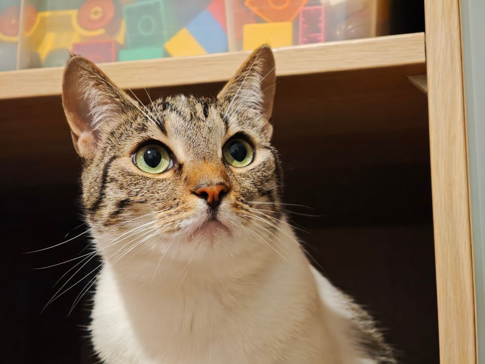 Katze, die im Schrank sitzt.